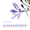 Blumen Agapanthus